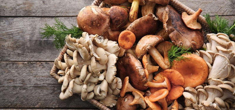 Lion’s Mane mushroom powder