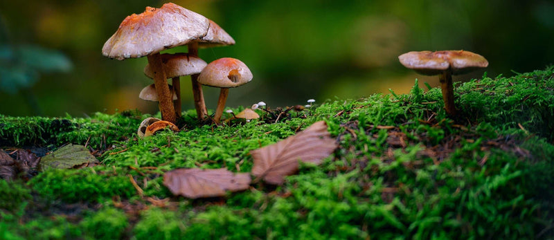 Multi-Mushroom Powder