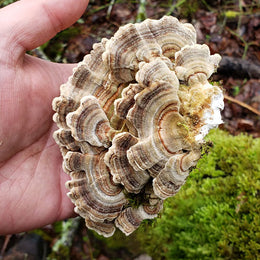Turkey Tail